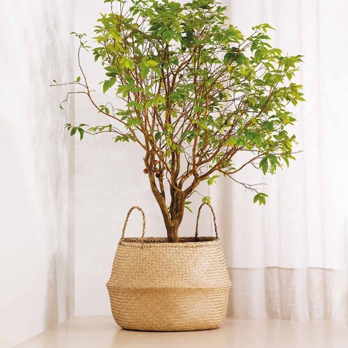 cesto-em-seagrass-fibra-natural-7979-mart_02_PUMEDCA100.jpg